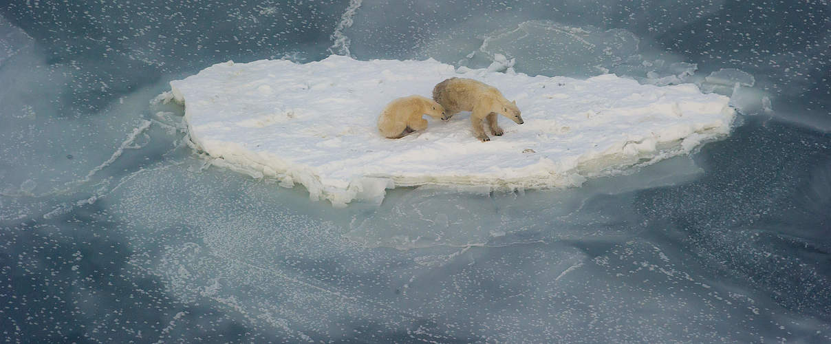 Eisbärin mit Nachwuchs auf einer Eisscholle © Richard Barrett / WWF-UK