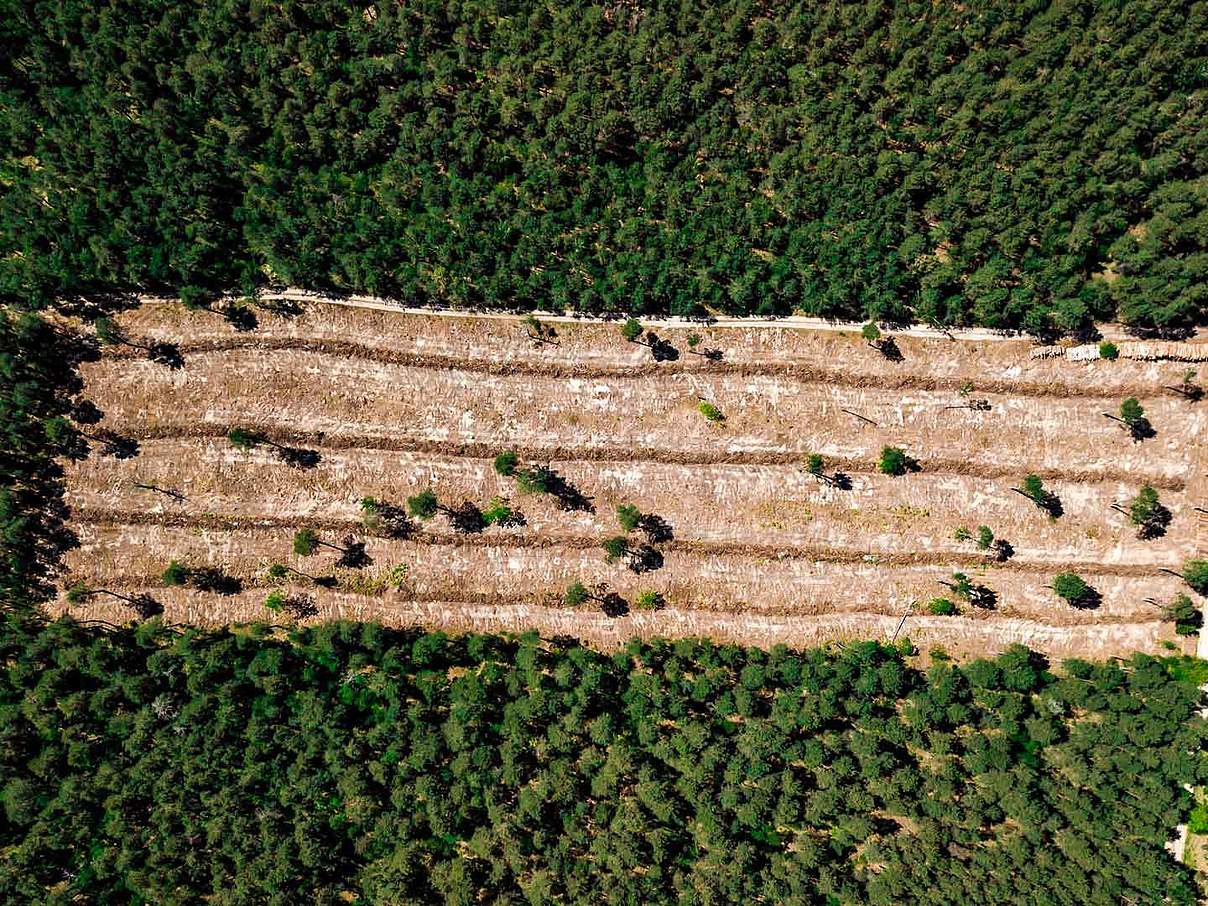 Waldzerstörung © DZMITRY PALUBIATKA / iStock / Getty Images