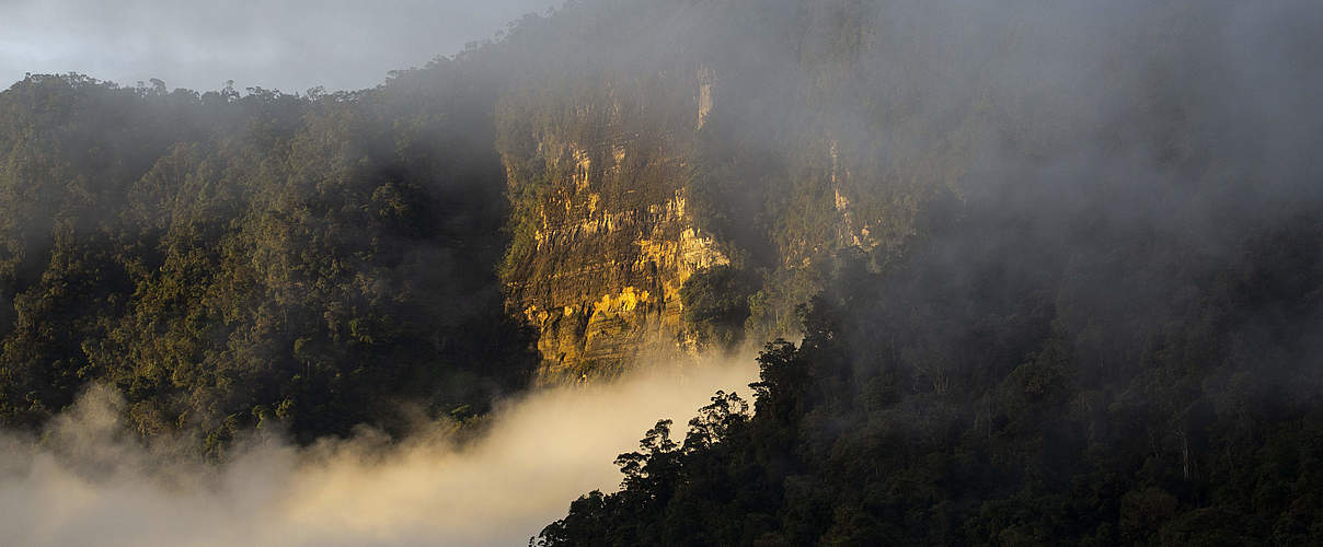 Kolumbianische Wälder im Nebel © Pablo Mejía / WWF Colombia