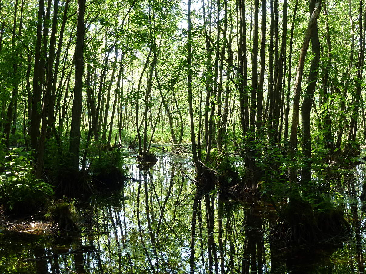 Moor in der Zerweliner Heide (brandenburgische Uckermark) © Albert Wotke / WWF