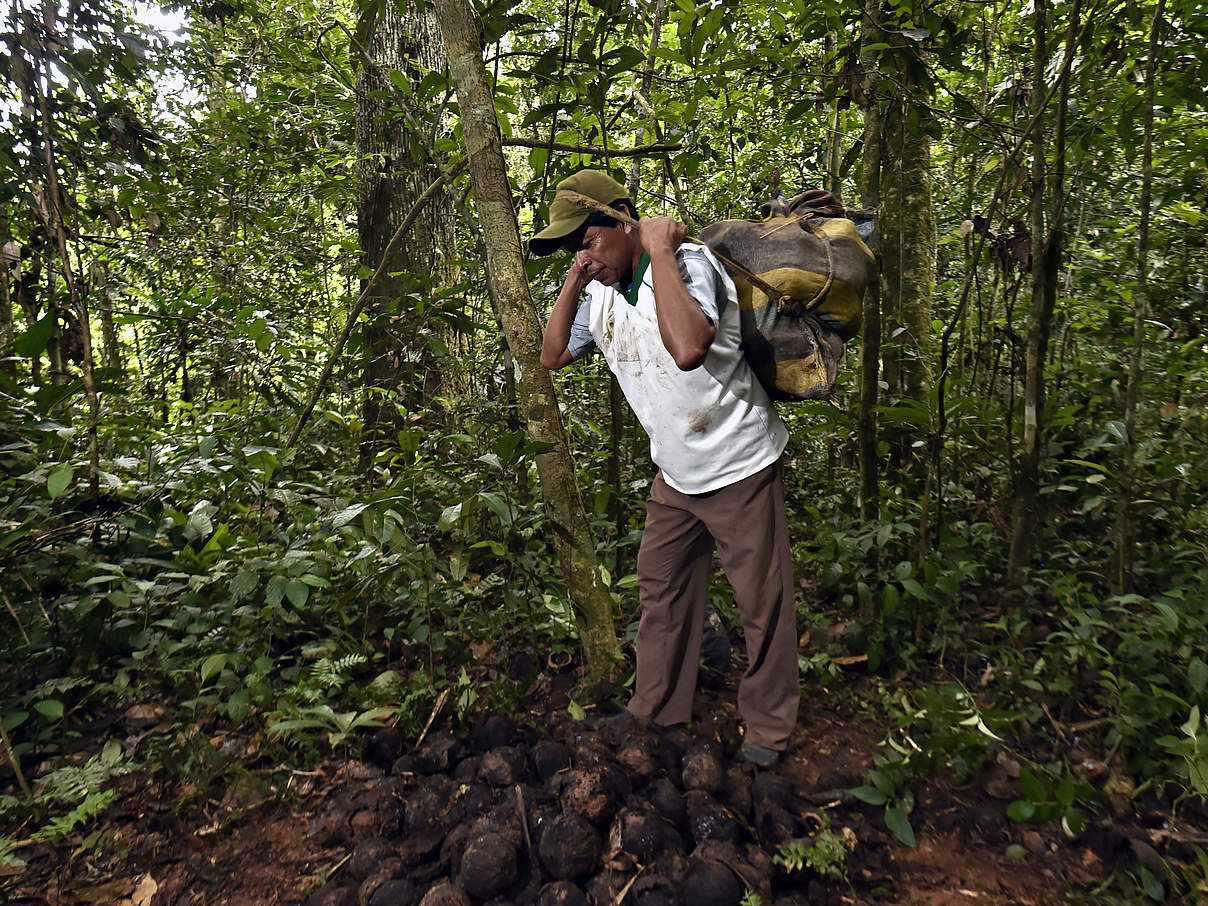 Paranuss Ernte im Wald © Adriano Gambarini / WWF Living Amazon Initiative