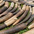 Konfisziertes Elfenbein © WWF-Canon / Mike Goldwater