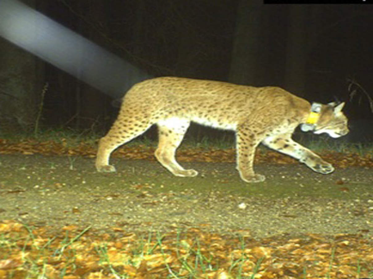 Eines der letzten Bilder Tessas in der Kamerafalle. © Nationalpark Bayerischer Wald / WWF