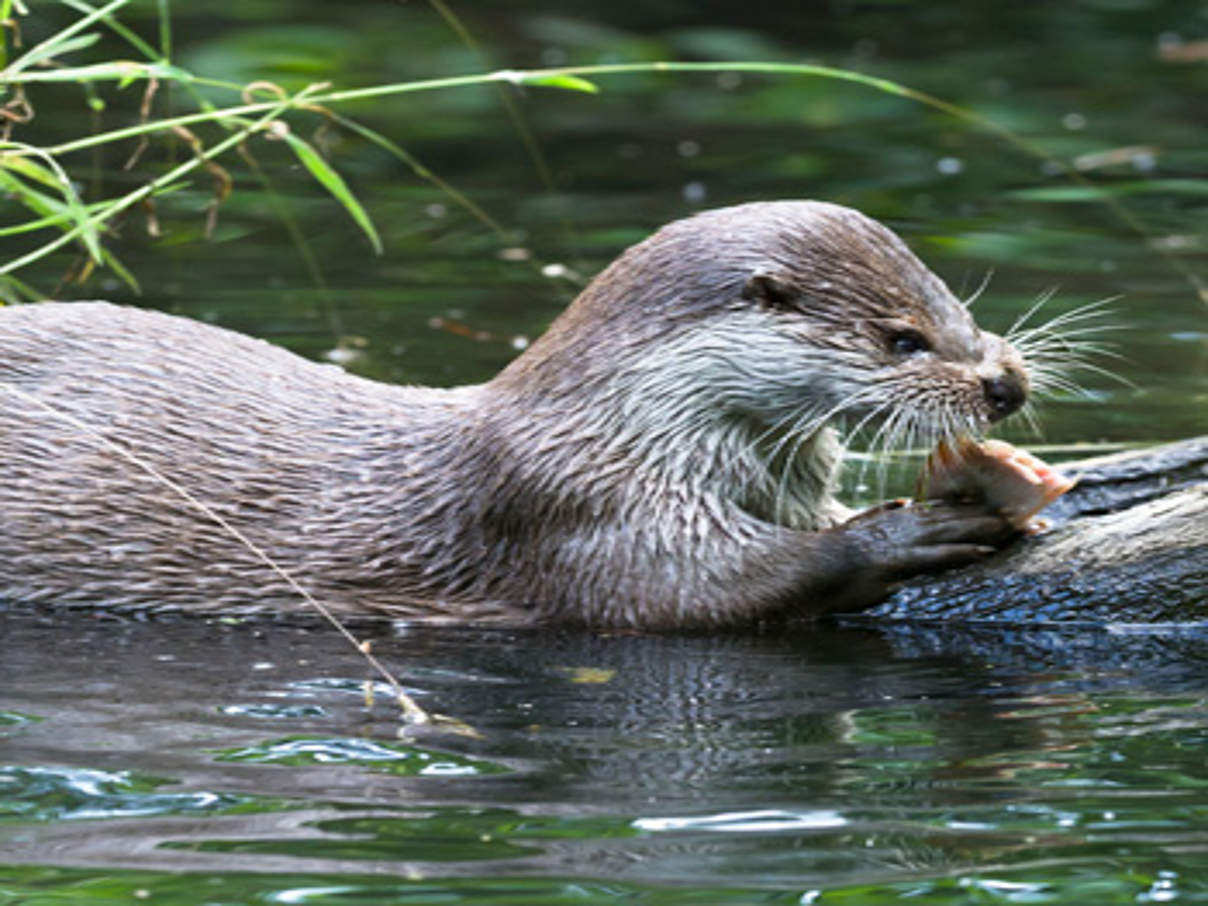 Fischotter. © Ralph Frank / WWF