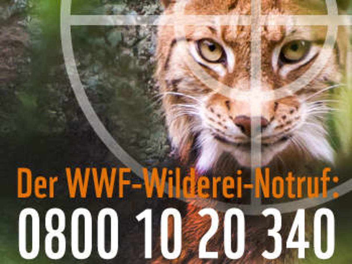 WWF Wilderei Notruf © WWF