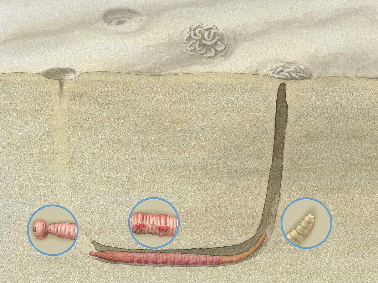 Typische Lage des Wattwurms in seiner Wohnröhre. Links der Kopf mit Mundöffnung, darüber am Meeresboden der Fraßtrichter. Rechts das Schwanzende, an der Oberfläche der Kothaufen. © WWF