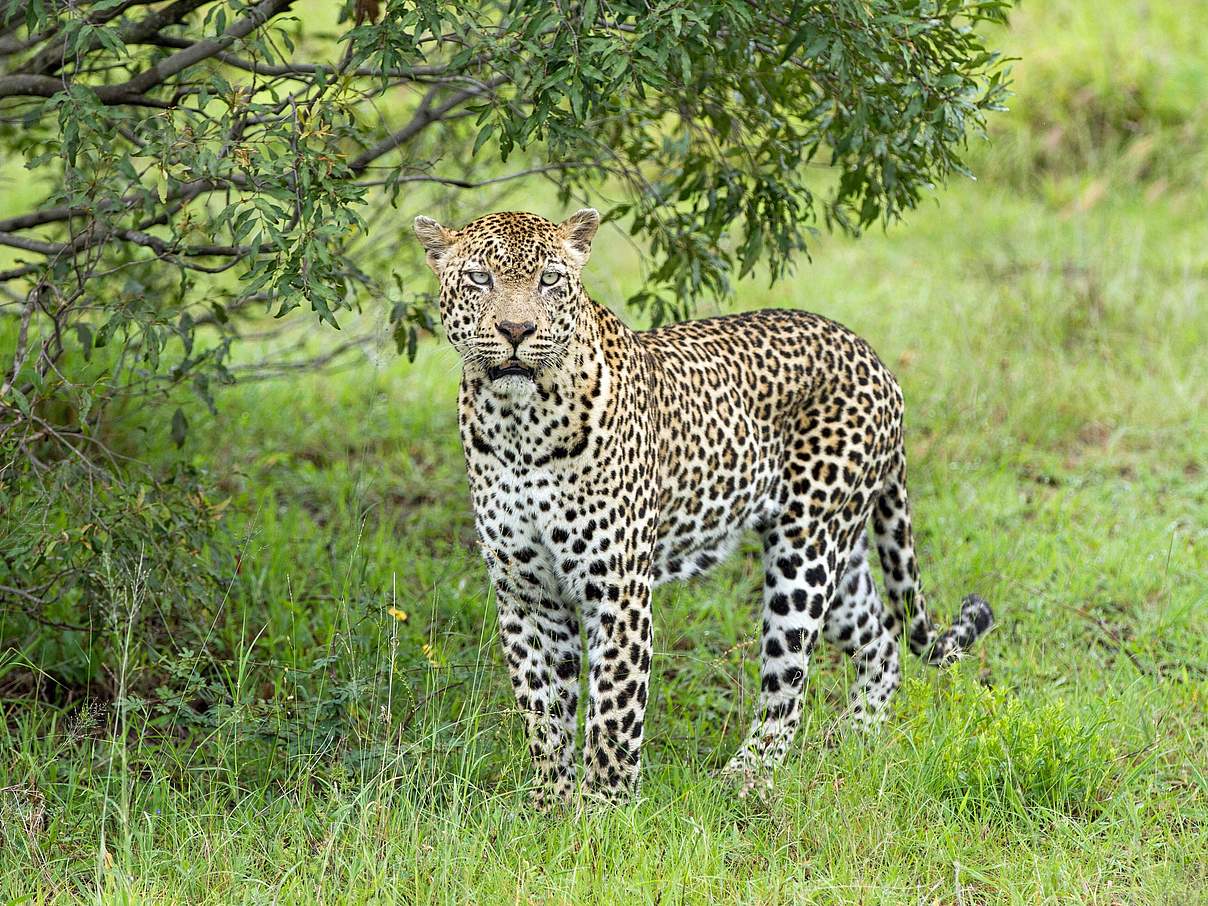 Leopard © Gavin Lautenbach