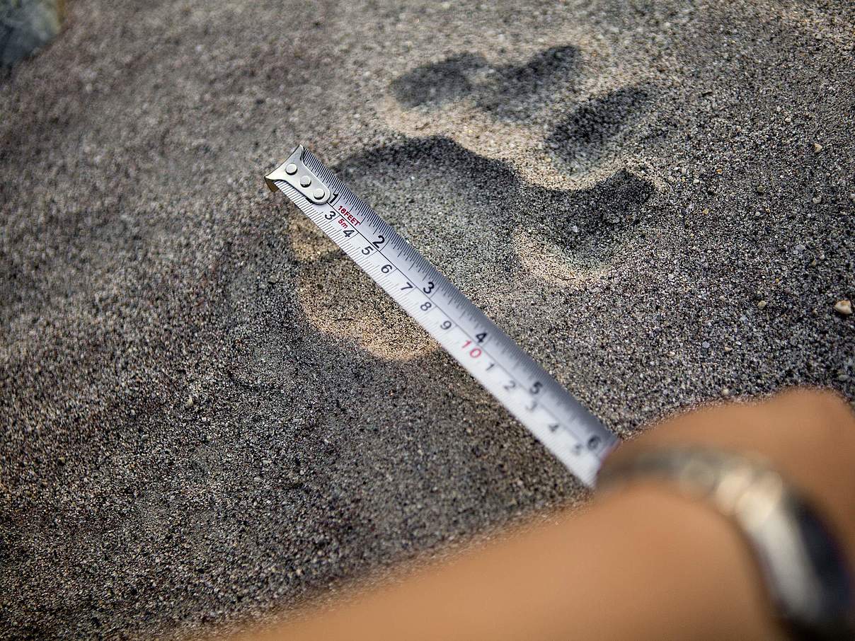 Ausmessen eines Tiger-Pfotenabdrucks © Simon Rawles / WWF UK