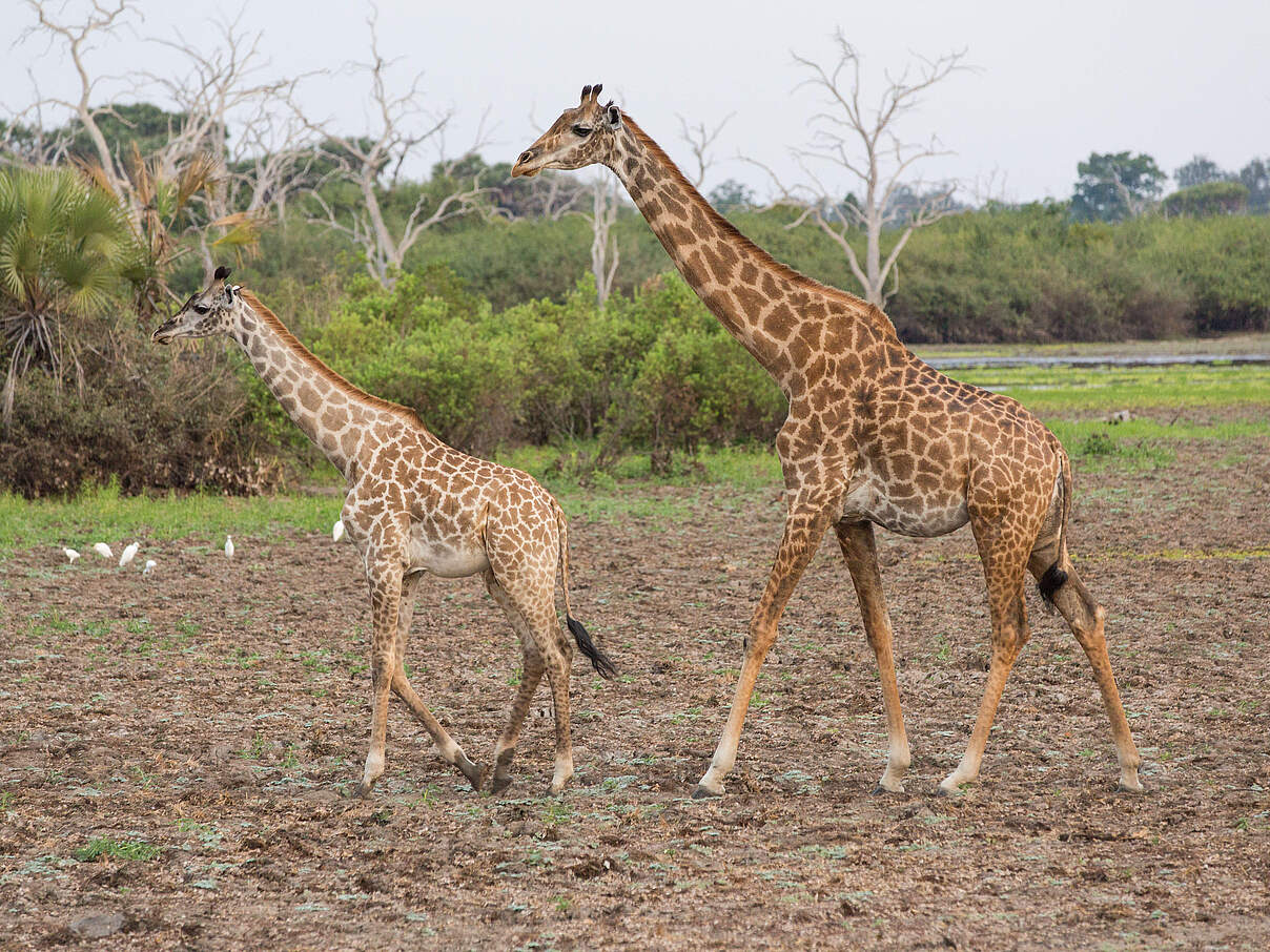 Eine Giraffe durchstreift mit ihrem Jungen den Selous Nationalpark © Jonathan Caramanus / WWF