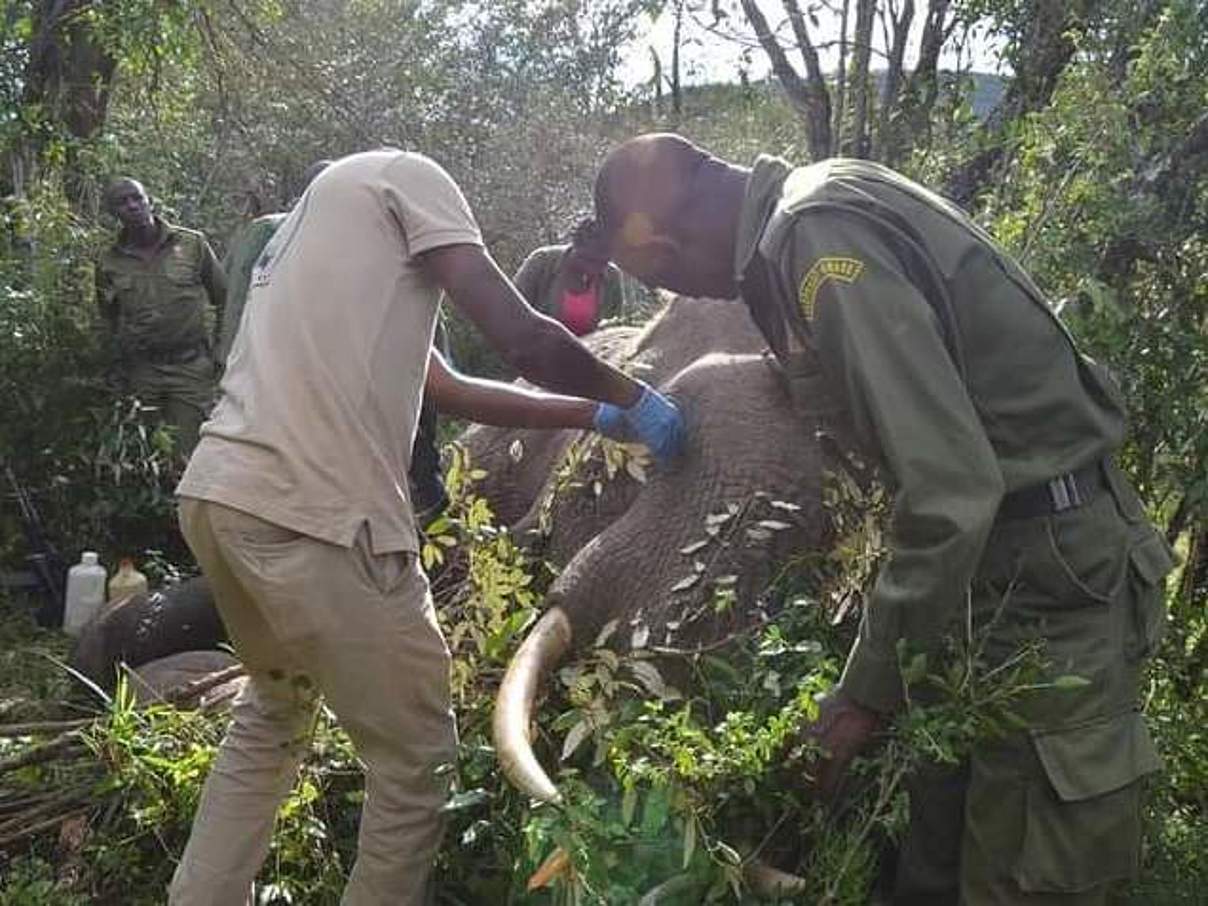 Der verletzte Elefant wird von Tierärzten versorgt © Elephant Aware