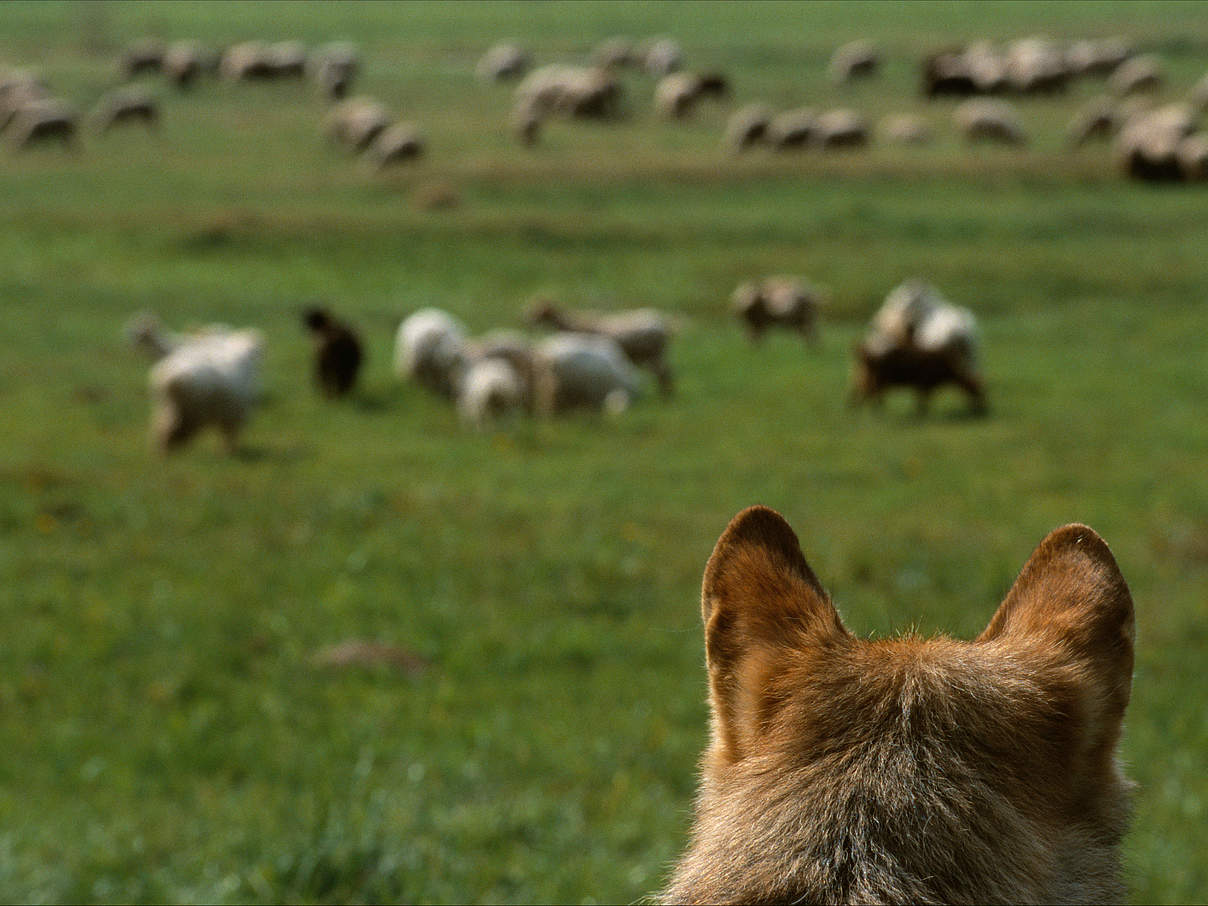 Wolf betrachtet Schafherde © Staffan Widstrand / WWF