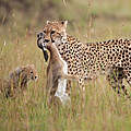 © naturepl.com / Anup Shah / WWF-Canon