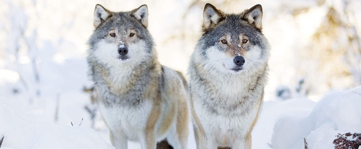 Wölfe im Schnee © GettyImages