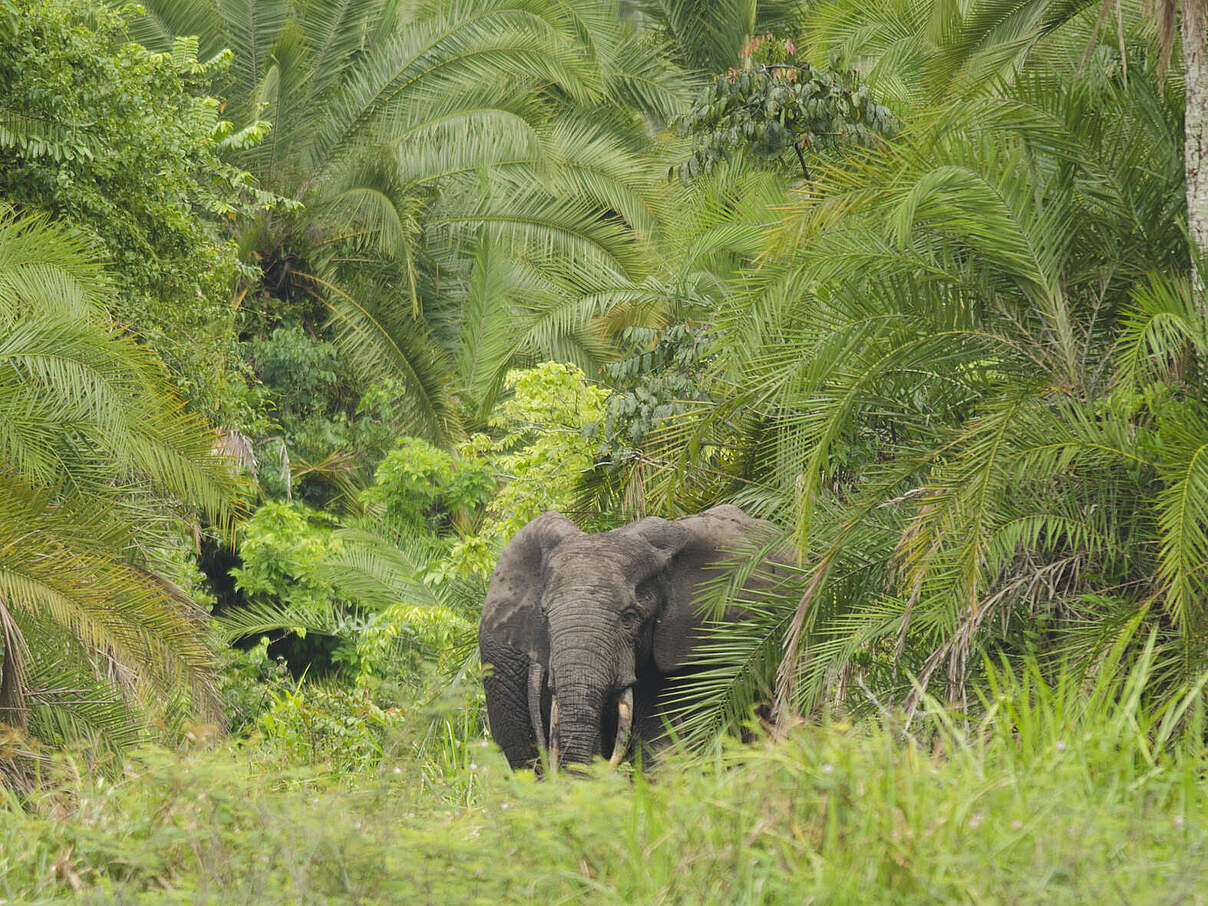 Waldelefant im Kongo-Becken © WWF / Jaap van der Waarde 