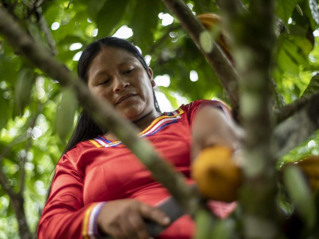 Besonders nachhaltig sind Kakaofrüchte aus sogenannten Chakras © Gabriel Vanerio / WWF Ecuador 