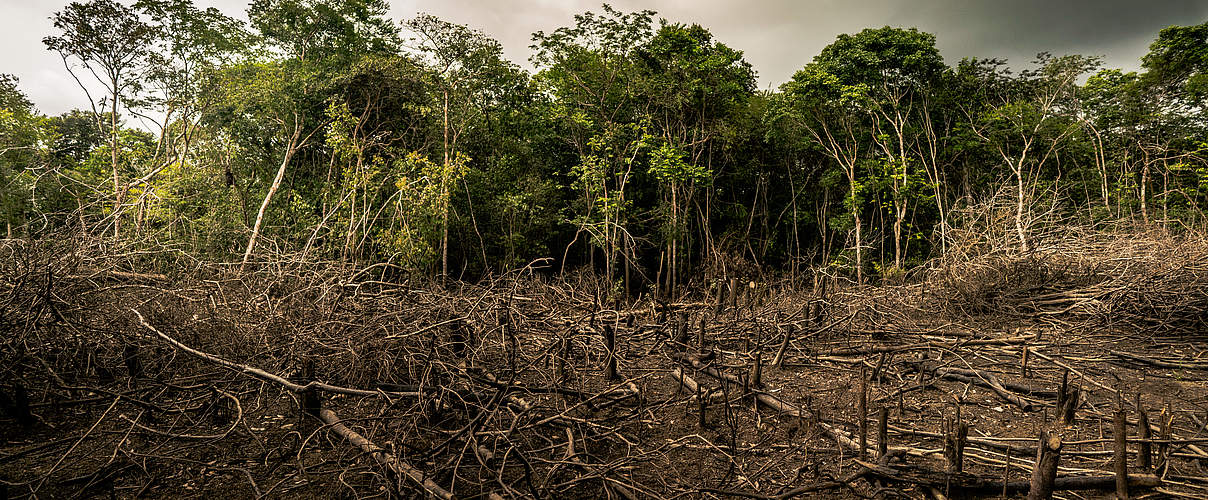Abholzung © Luis Barreto / WWF UK