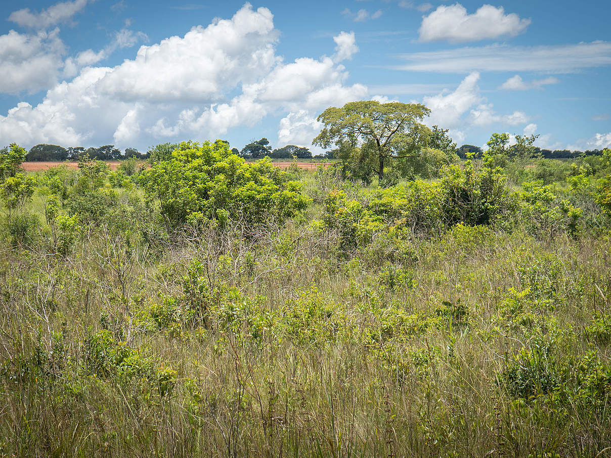 Ziel der Muvuca-Methode ist eine möglichst hohe und ursprüngliche Artenvielfalt © Silas Ismael / WWF-Brazil