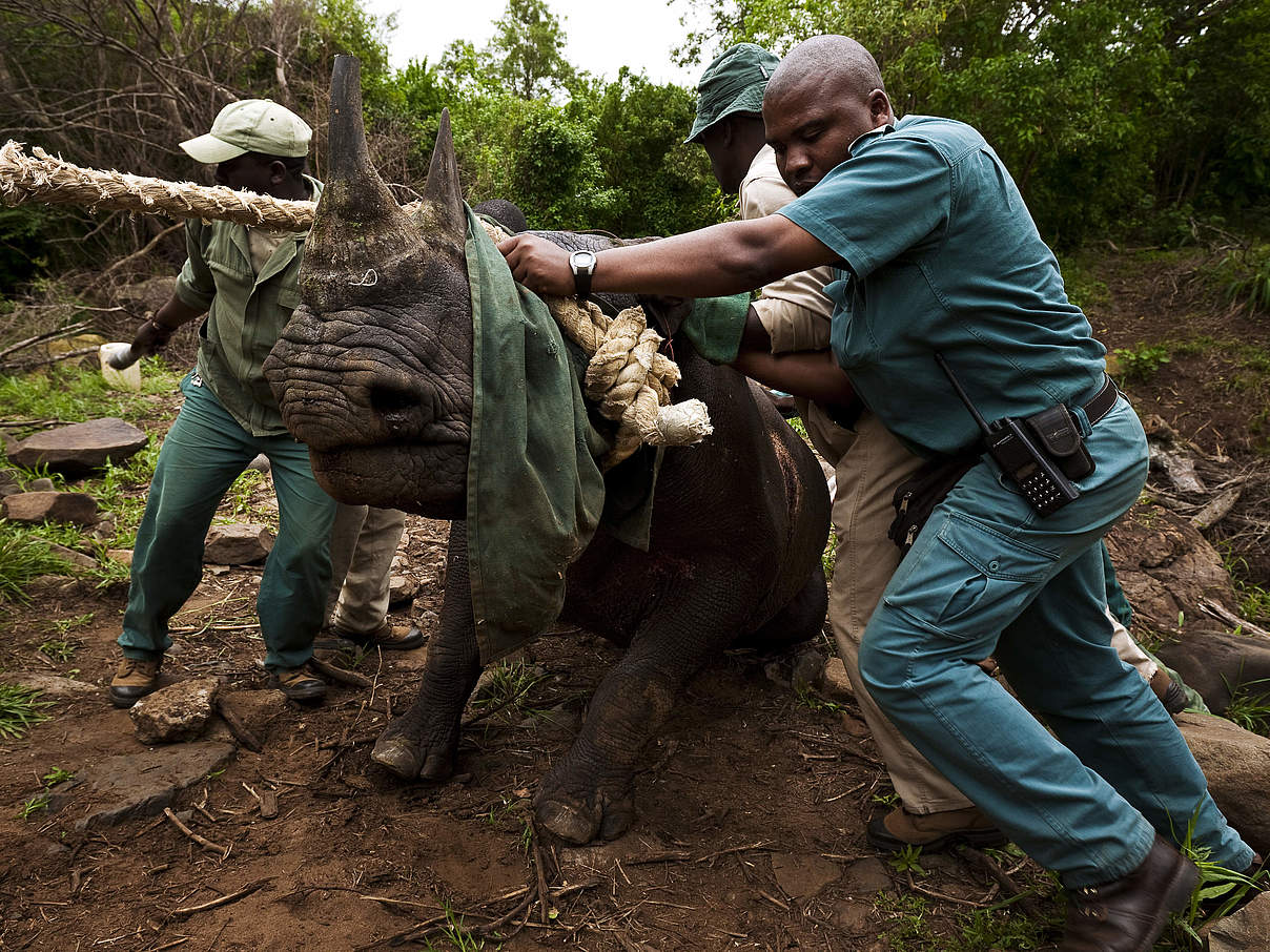 Ein Nashorn während der Umsiedlungsaktion in Südafrika © Brent Stirton / Getty Images / WWF-UK