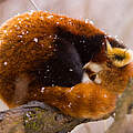 Roter Panda im Schnee © naturepl.com / Juan Carlos Munoz / WWF