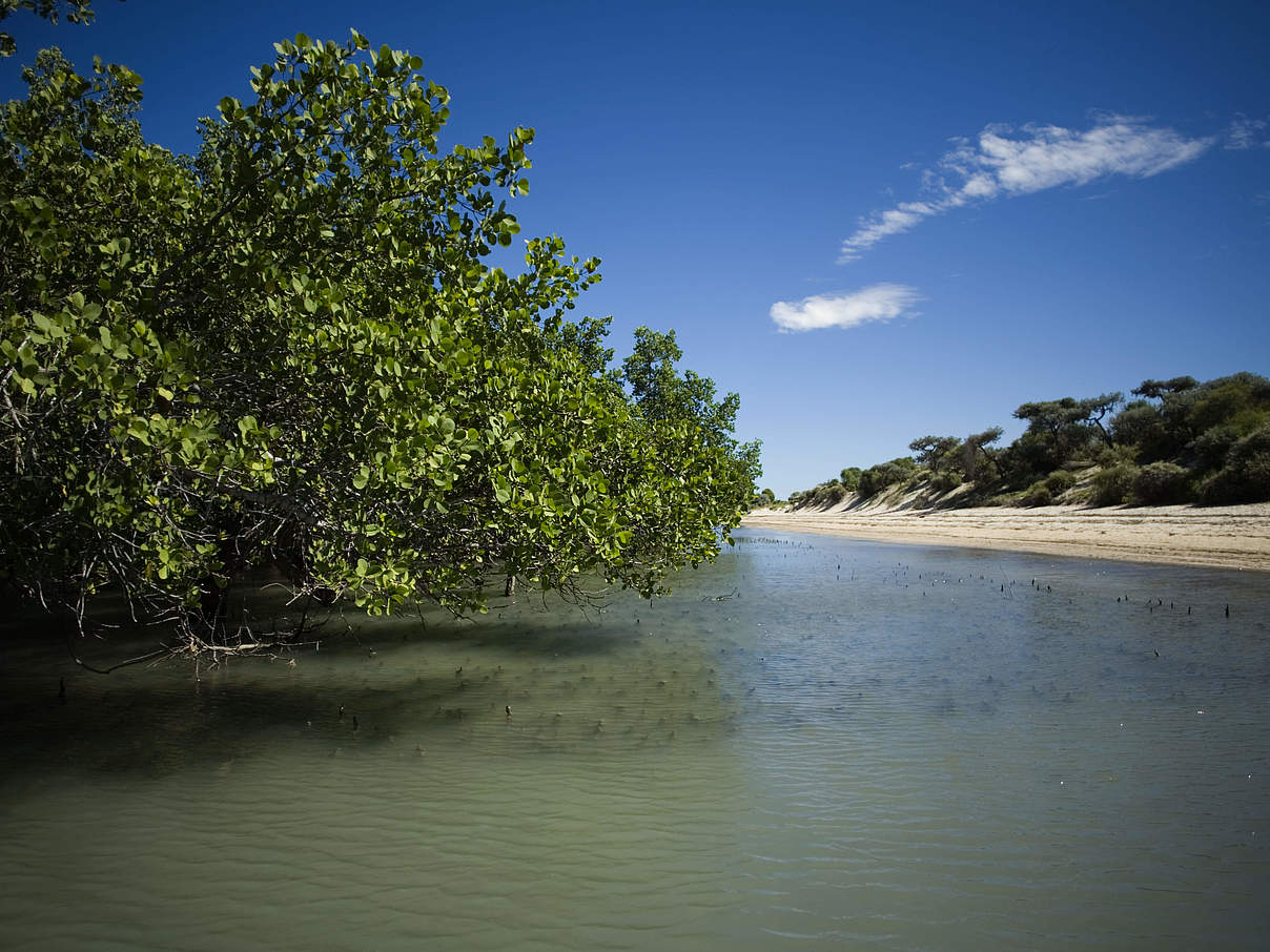 Madagaskar Mangrovenwald und Strand © R. Maro / WWF