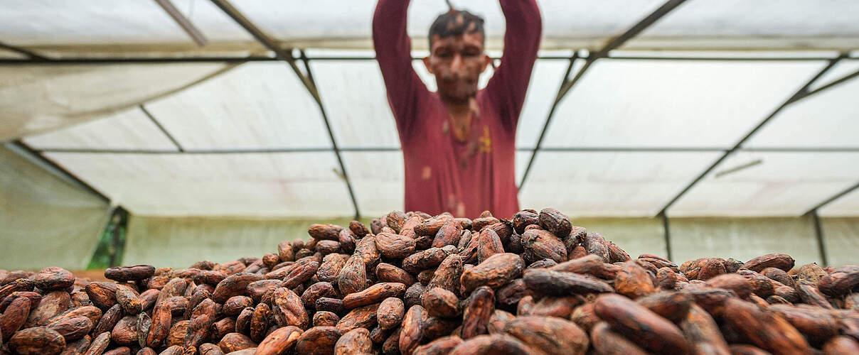 Kakaokooperativen Ecuador © Gabriel Vanerio / WWF Ecuador
