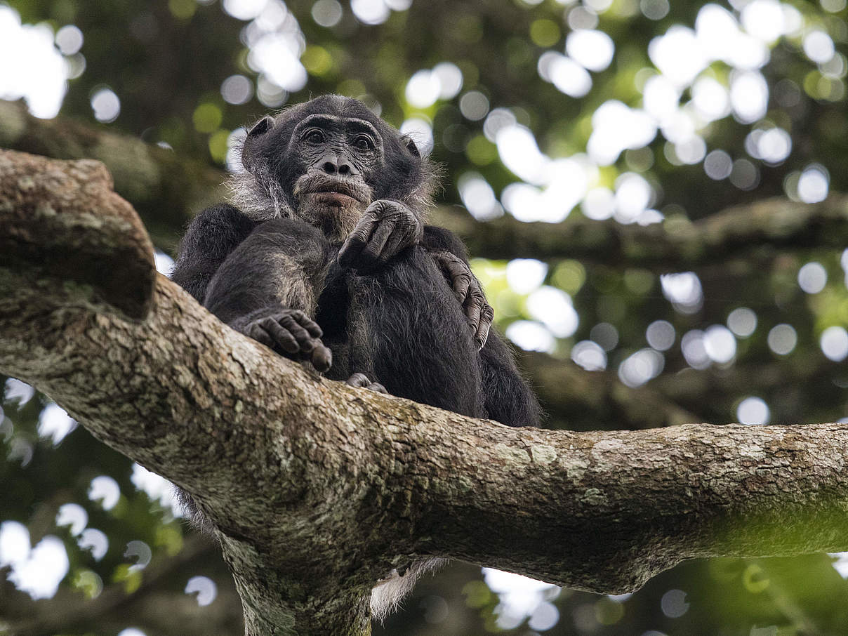 Ein junger Bonobo im kongolesischen Canopy-Wald © Karine Aigner / WWF-US