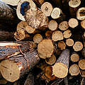 Frisch geschlagenes Holz © Mac Stone / WWF-US