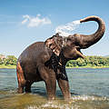 Elefant am Fluss in Kerala / Indien © Gilithuka / iStock / Getty Images