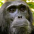 Schimpanse im Kibale National Park, Uganda © Kirsten Lies-Warfield