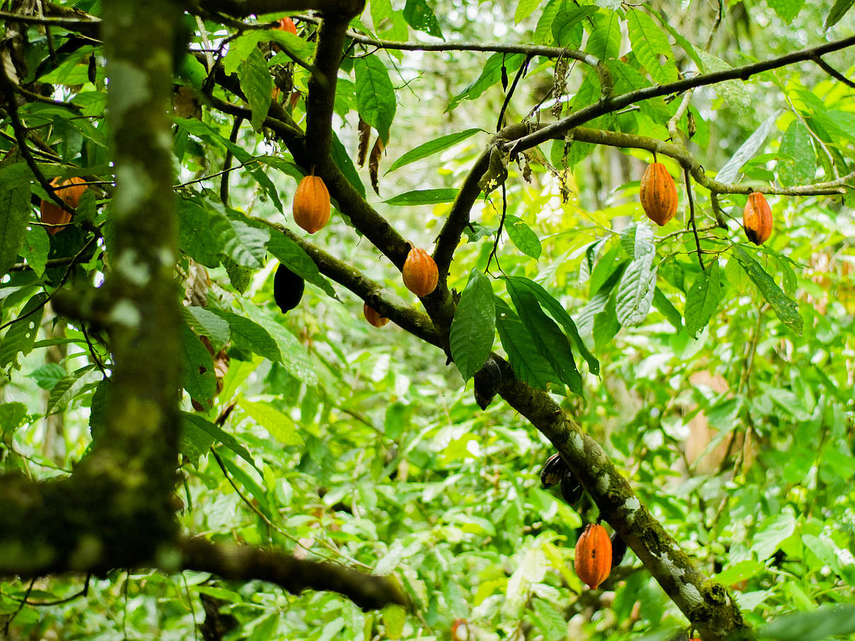 Kakao-Früchte © Gabriel Vanerio / WWF Ecuador