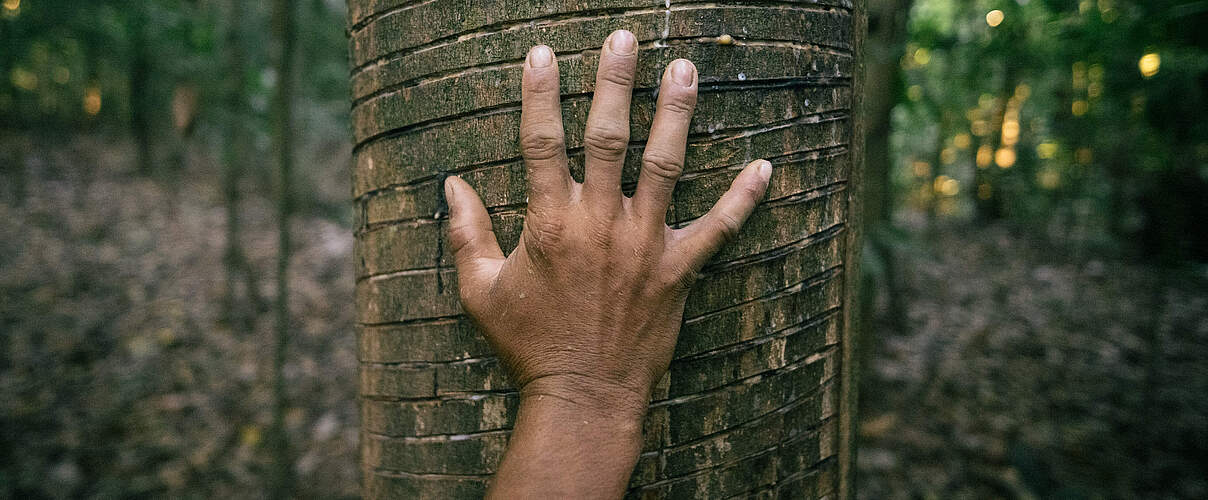 Die Hand eines Kautschukzapfers auf einem Kautschuk-Baum © Christian Braga / WWF Brazil