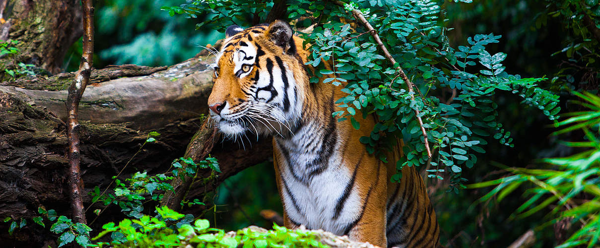 Bengal-Tiger © ewastudio / iStock / Getty Images