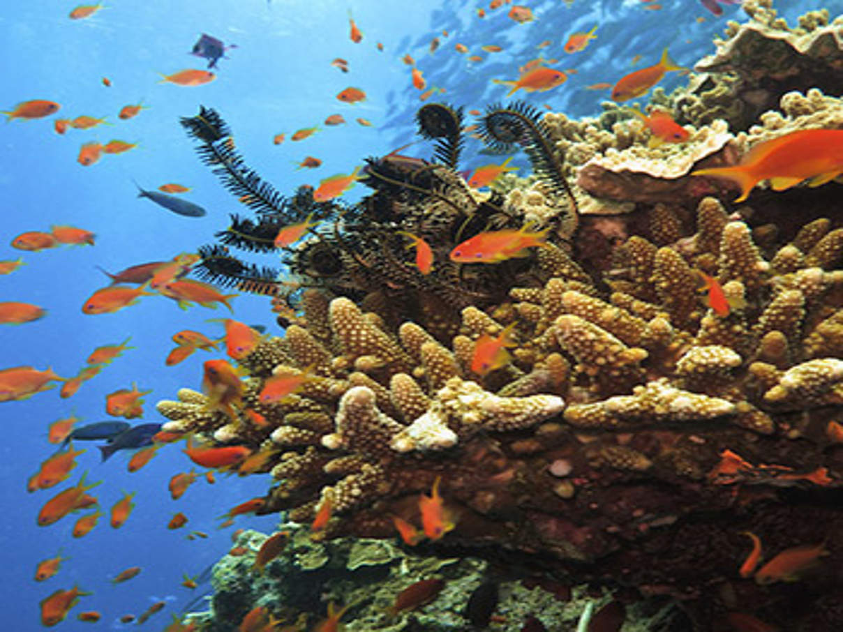 Great Barrier Reef © iStock / Getty Images