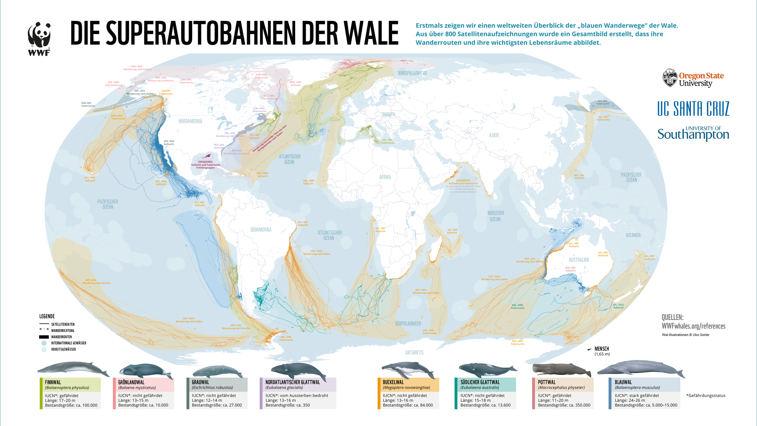 Erstmals zeigt der WWF einen weltweiten Überblick über die „Superautobahnen der Wale“. 