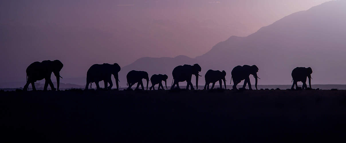 Elefanten © @gregdutoit 