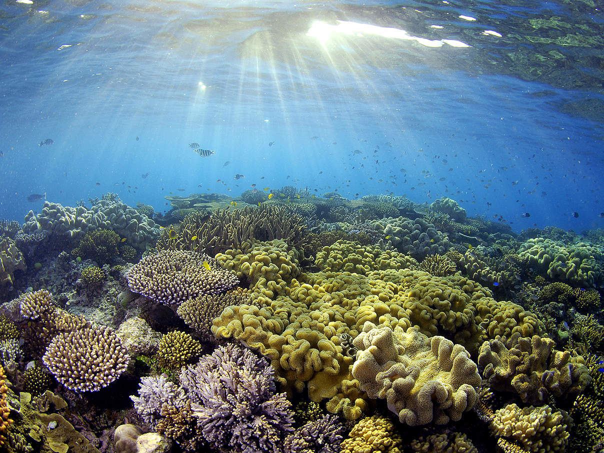 Korallen im Great Barrier Reef © Troy Mayne
