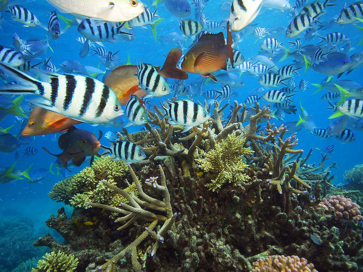 Artenvielfalt im Great Barrier Reef © Troy Mayne