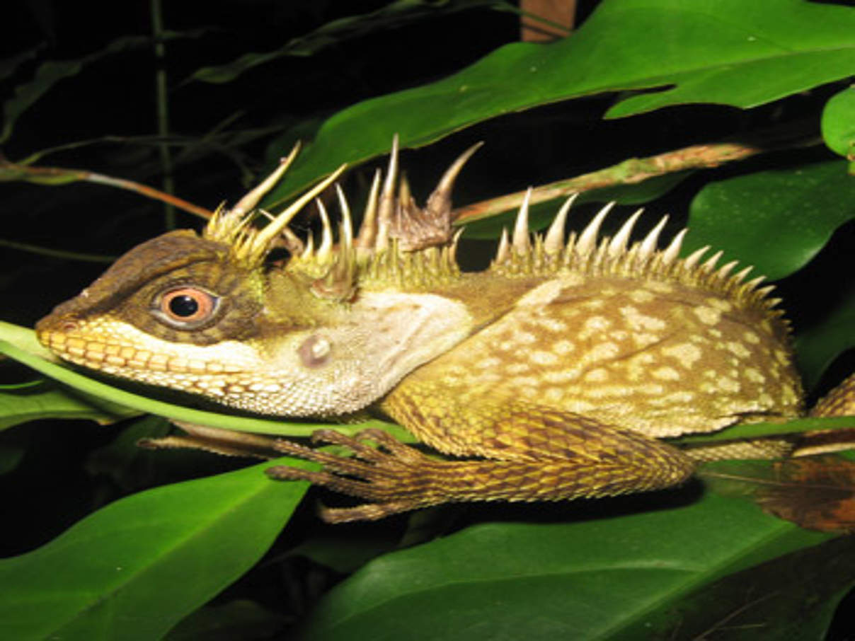 350 Acanthosaura phuketensis c Montri Sumontha Acanthosaura phuketensis © Montri Sumontha