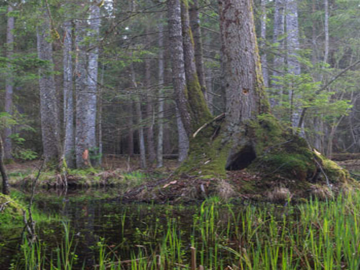 Der Bialowieza Nationalpark in Polen © Adam Lawnik