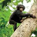 Der kleine Schimpanse Oskar © Disney