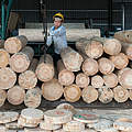 Holz-Fabrik in China © Theodore Kaye / WWF China