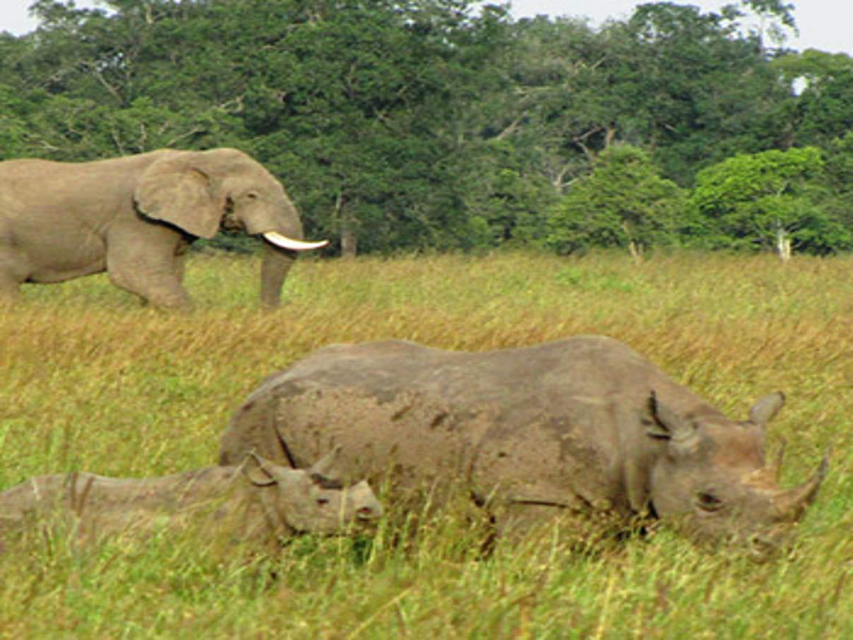 Afrikanischer Elefant & Spitzmaulnashorn © iStock / Getty Images