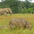 Afrikanischer Elefant & Spitzmaulnashorn © iStock / Getty Images