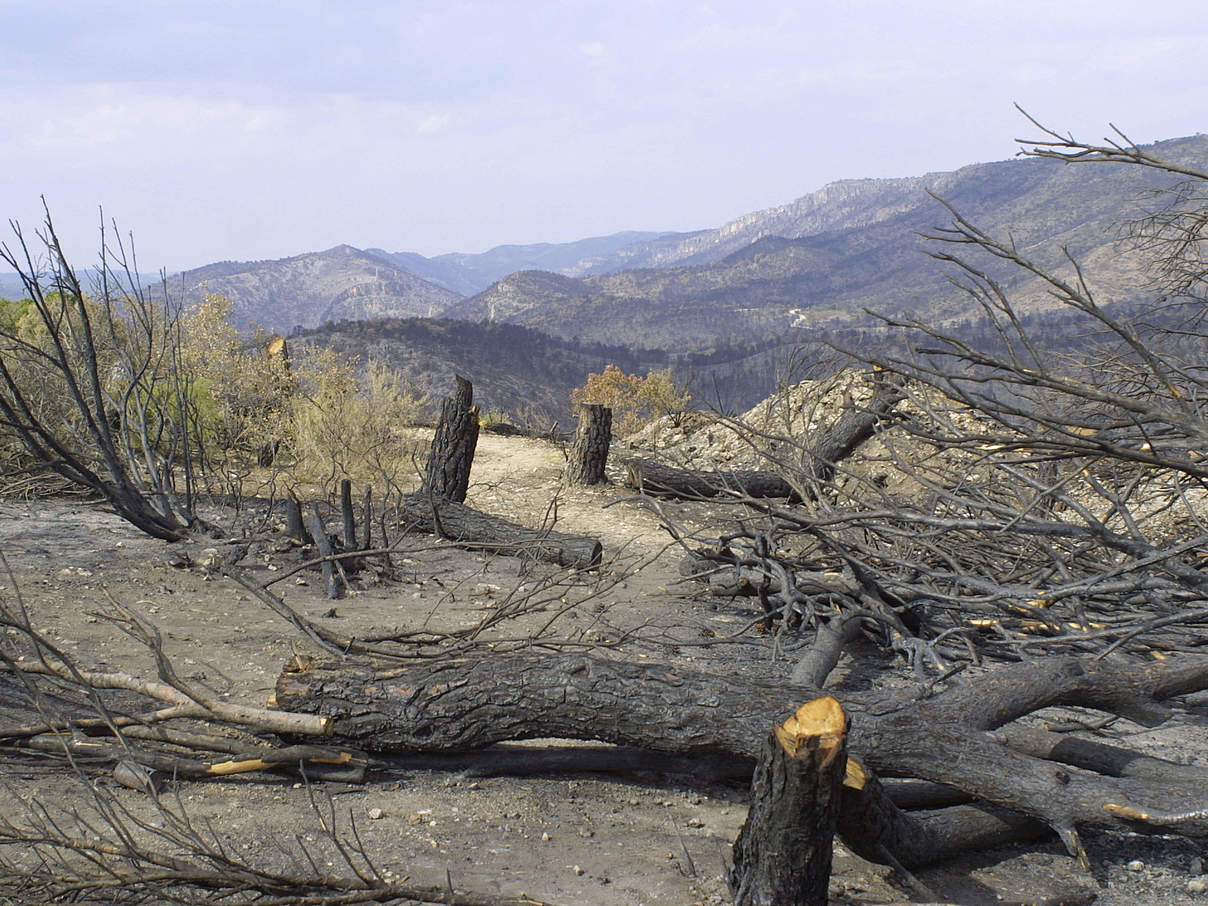Pinien- und Eichenwald nach Brand in Spanien © Jorge BARTOLOME / WWF