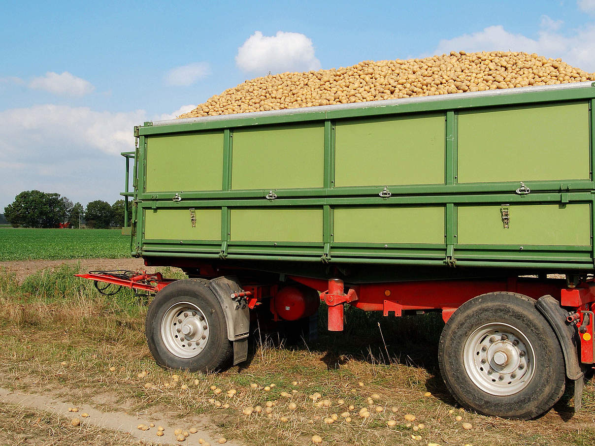 Kartoffelernte im Anhänger © schulzie / iStock / Getty Images Plus