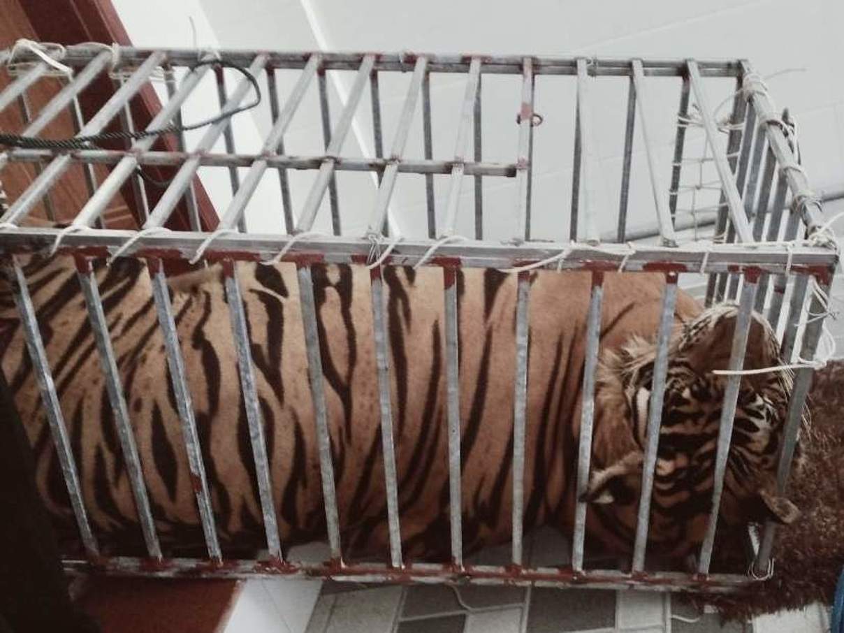 Tiger im Käfig in einer illegalen Zuchtstation in Vietnam © Lam Anh