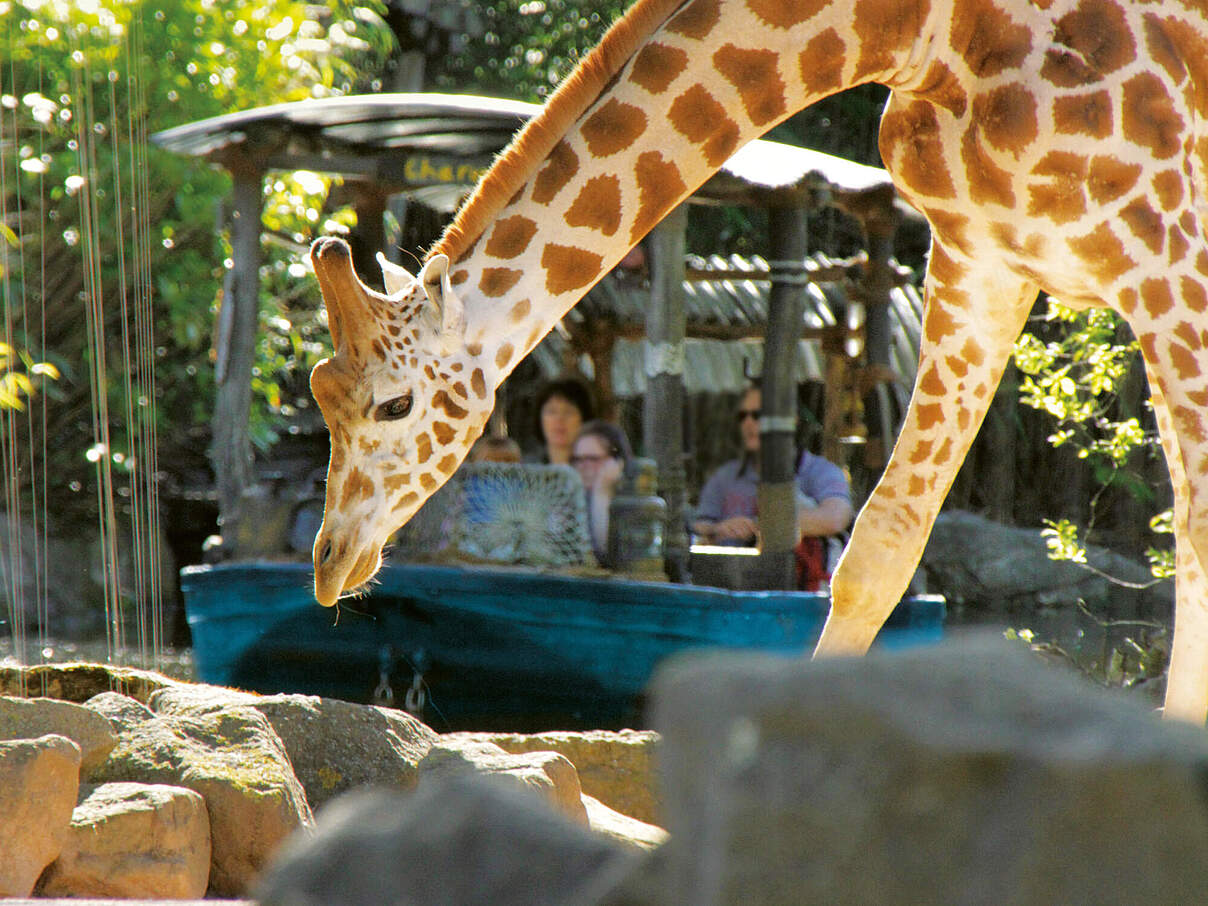 Giraffe im Zoo Hannover © Zoo Hannover