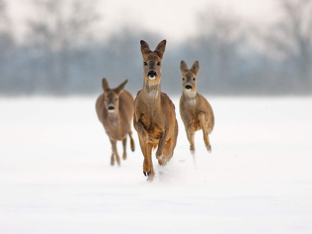Rehe im Schnee © GettyImages