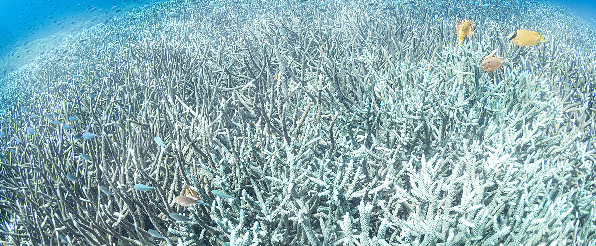 Korallenbleiche © Vincent Kneefel / WWF Netherlands