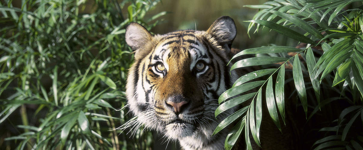 Indochinesischer Tiger © Purestock